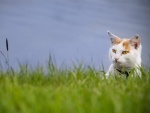 Un gato entre la hierba
