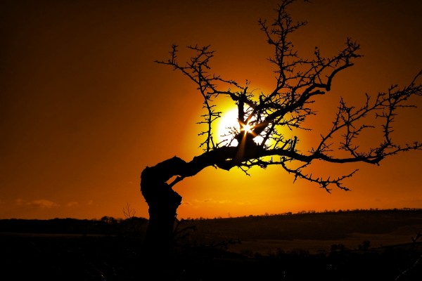 El sol del atardecer tras un árbol