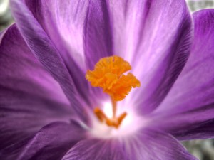 Postal: El interior de una flor morada