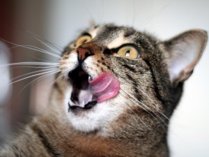 Postal: Un gato con la boca abierta y la lengua fuera