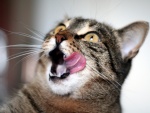Un gato con la boca abierta y la lengua fuera