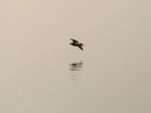 Gaviota volando a ras del agua