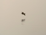 Gaviota volando a ras del agua