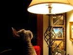 Gato junto a una lampara