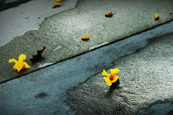 Flores amarillas caídas en el suelo