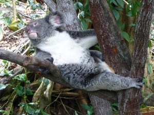 Koala agarrado a un árbol