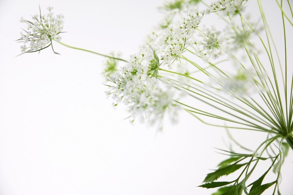 Planta con pequeñas flores blancas