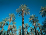 Grandes palmeras