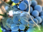 Telaraña sobre un racimo de uvas