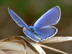 Bella mariposa azulada