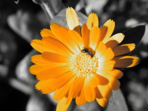 Abeja sobre una gran flor amarilla