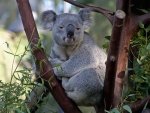 Koala adormilado sobre un árbol