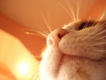 La boca y nariz de un gato