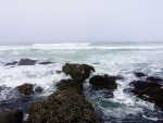 Gaviotas sobre las rocas marinas