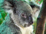 Un gran koala