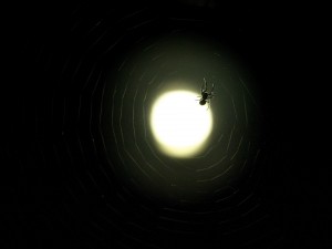 Postal: Foco iluminando a una araña en su tela