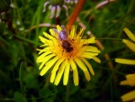 Gran abeja sobre una flor amarilla