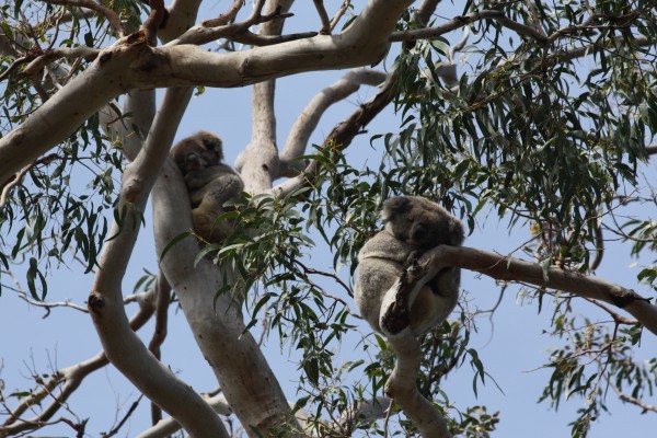Koalas dormidos en las ramas de un árbol