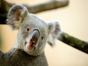 Postal: La cara de un bonito koala