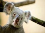 La cara de un bonito koala