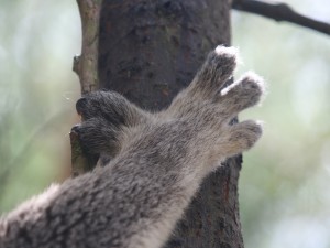 Postal: La mano de un koala