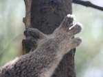 La mano de un koala