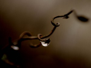 Gota de agua en una rama retorcida