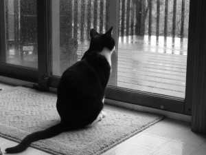 Gato mirando la lluvia tras la ventana