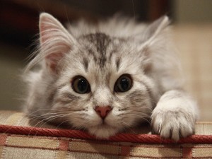 Un gatito curioso