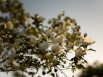 Flores en un árbol iluminadas por el sol