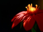 Pétalos rojos de una hermosa flor