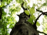 El tronco y las hojas de un árbol