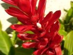 Una bella flor roja