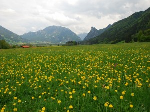 Postal: Flores amarillas en un campo verde