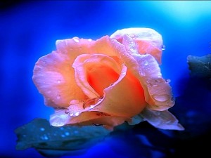 Delicada y frágil rosa