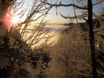 El sol entre los árboles nevados