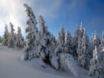 Grandes árboles cubiertos de nieve