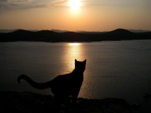 Un gato contemplando el paisaje al atardecer