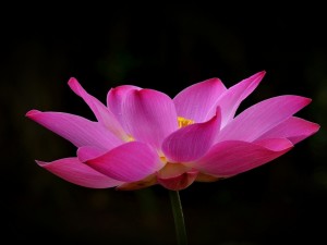 Flor de loto rosa en un fondo negro