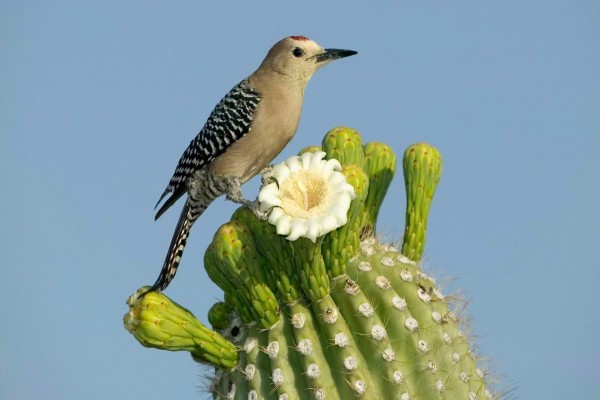 Un bello pájaro posado sobre un cactus