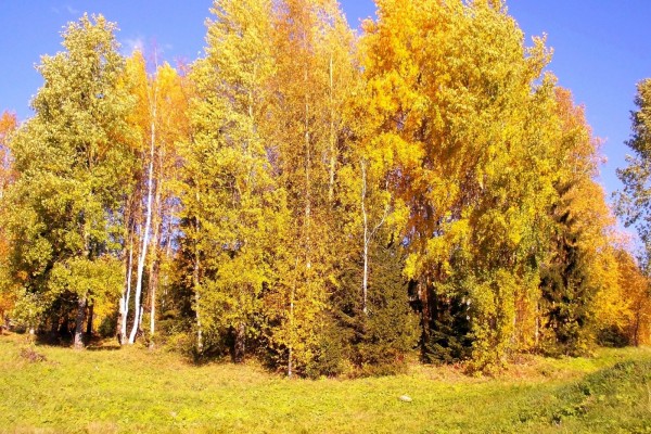 Árboles con hojas amarillas