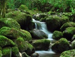 El cauce de un río con grandes piedras verdes