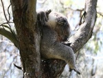 Koala dormido sobre la rama de un árbol