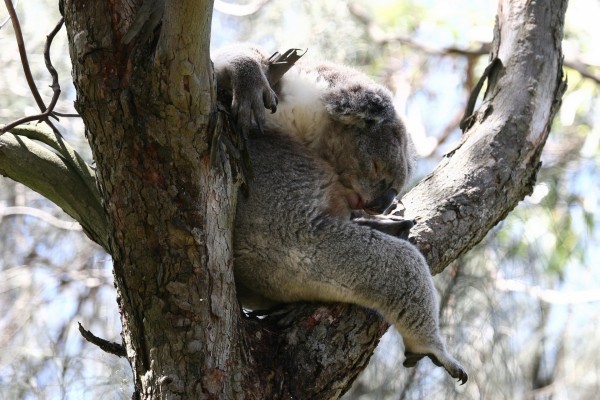 Koala dormido sobre la rama de un árbol