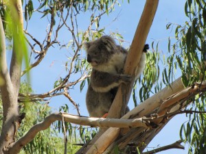 Un koala trepando por una rama