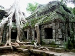 Raíces en el templo Ankor Wat