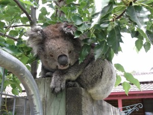 Koala bajo las hojas