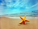 Estrella de mar en la arena de la playa