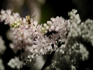 Postal: Las brillantes alas de una abeja