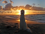 Perro sentado en una playa al atardecer